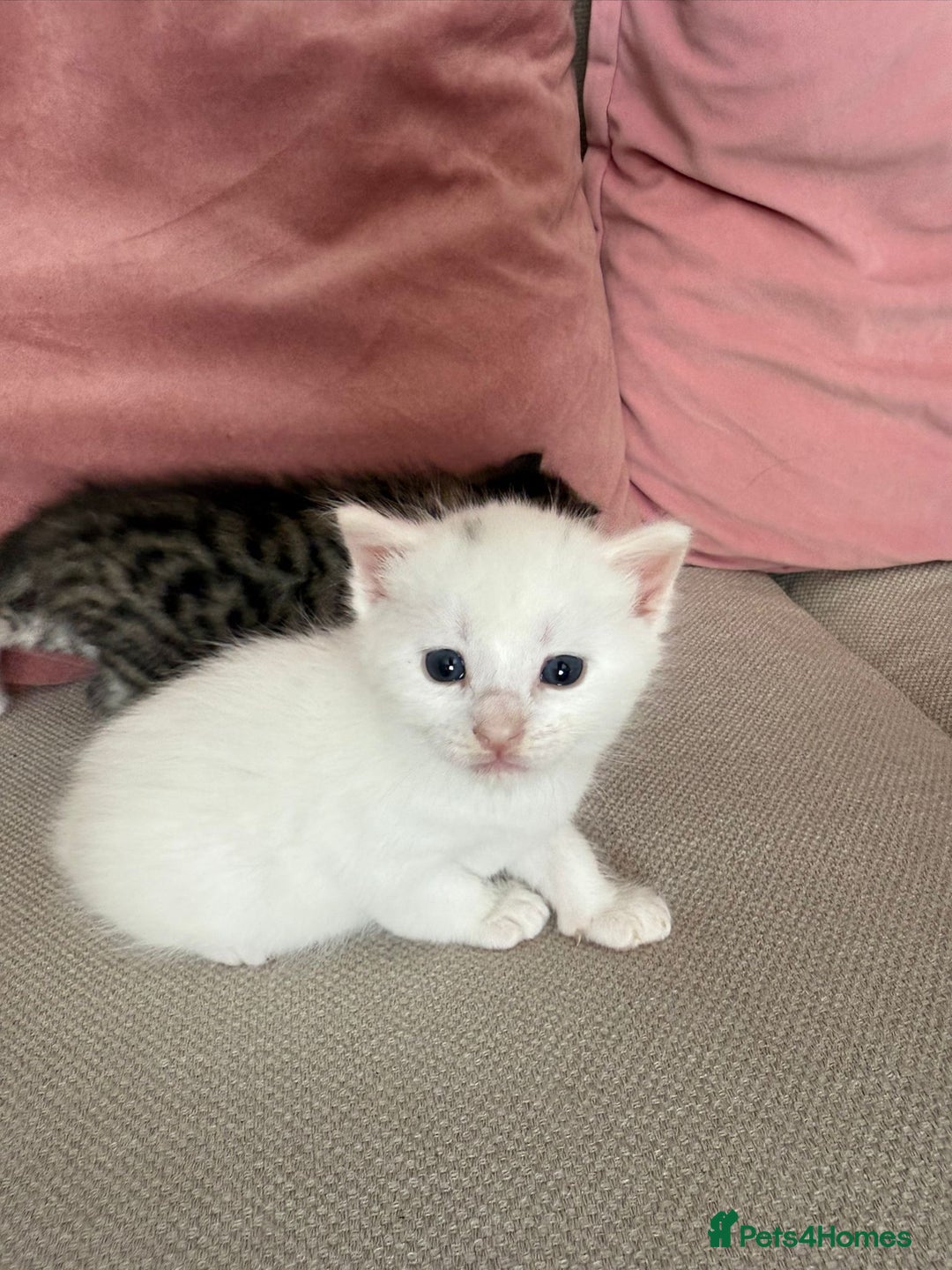Siberian cats for sale: Five fluffy kittens  - Image 12
