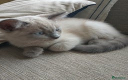 Ragdoll cats for sale: Ragdoll and BSH rare colour kittens (5 left) - Image 8