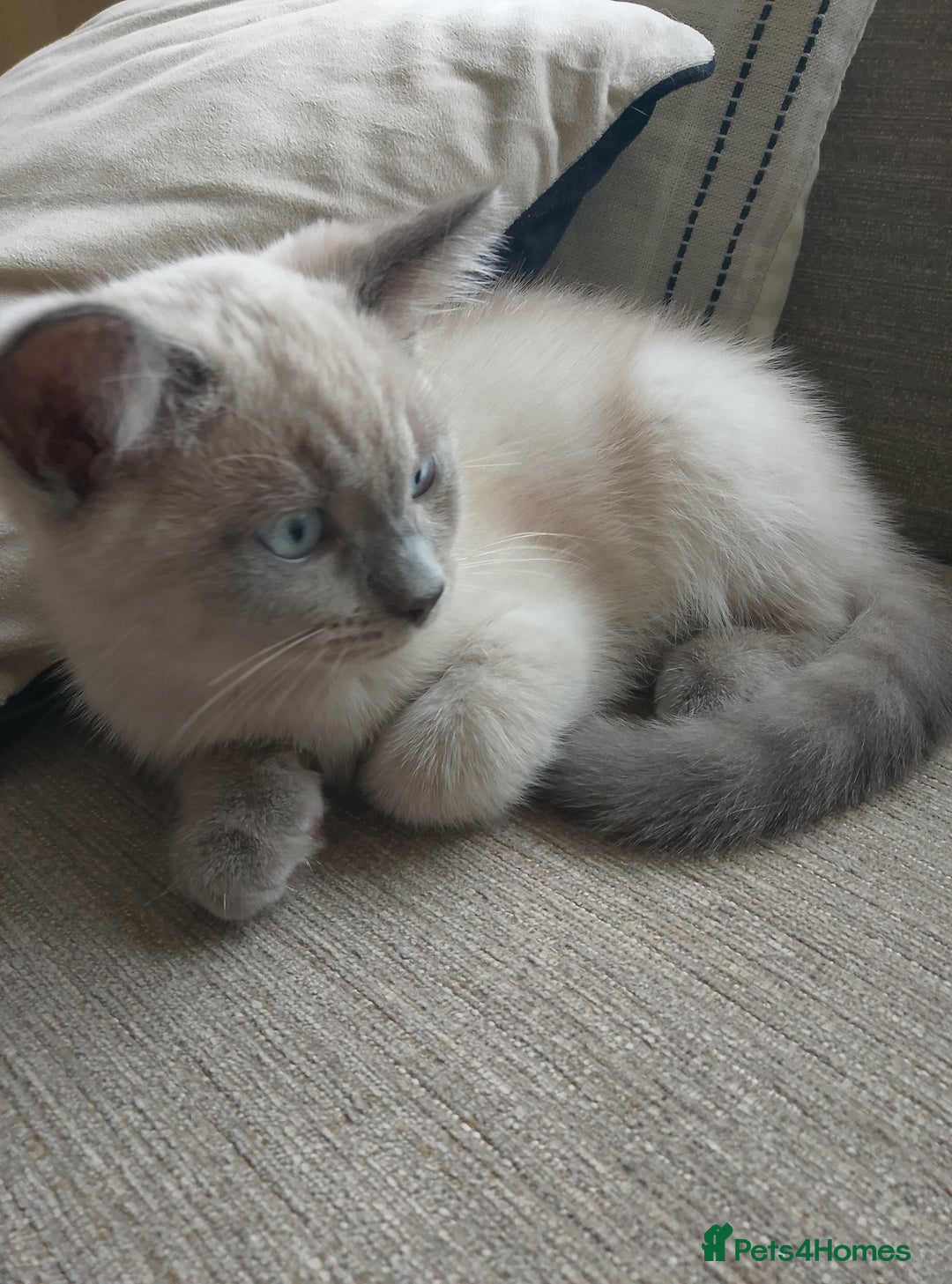 Ragdoll cats for sale: Ragdoll and BSH rare colour kittens (5 left) - Image 8