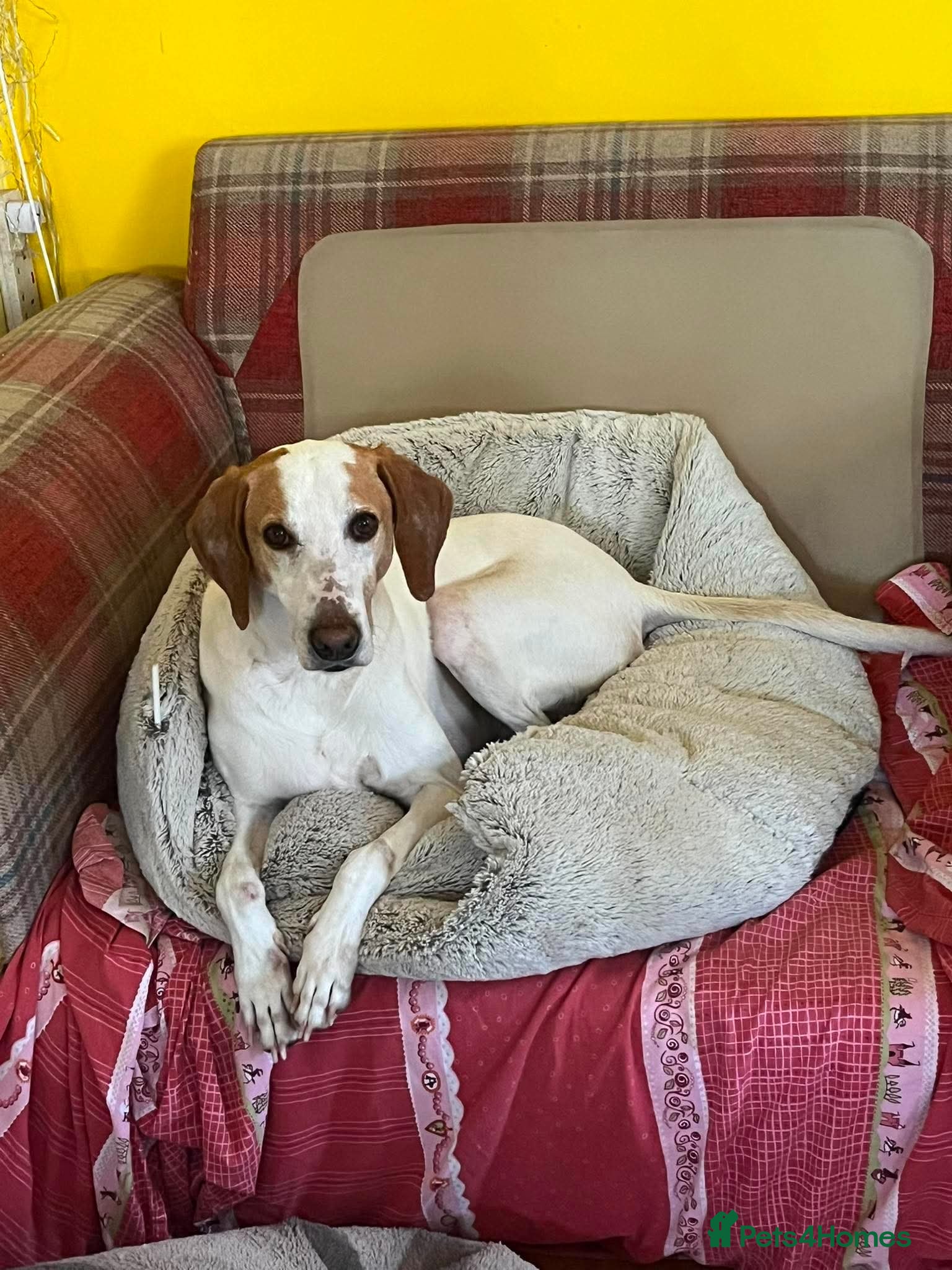 Mixed Breed dogs for adoption: Oscar is ready for his forever sofa! - Advert 3