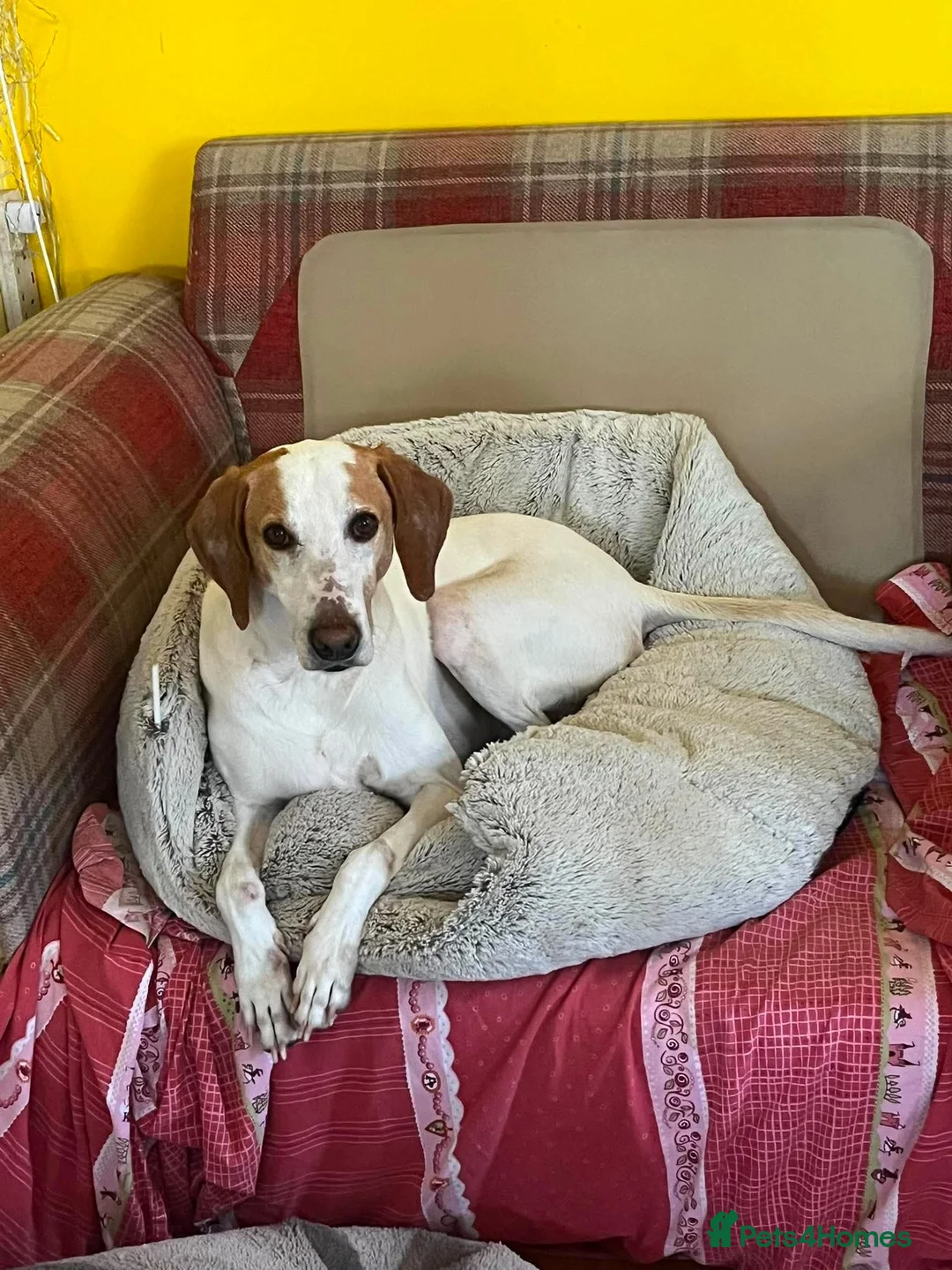 Mixed Breed dogs for adoption: Oscar is ready for his forever sofa! - Advert 1