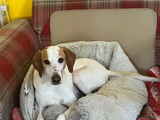 Mixed Breed dogs for adoption: Oscar is ready for his forever sofa! - Advert 3
