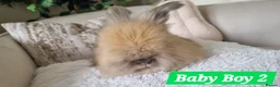 Angora rabbits for sale: Beautiful baby full breed Angoras - Advert 8