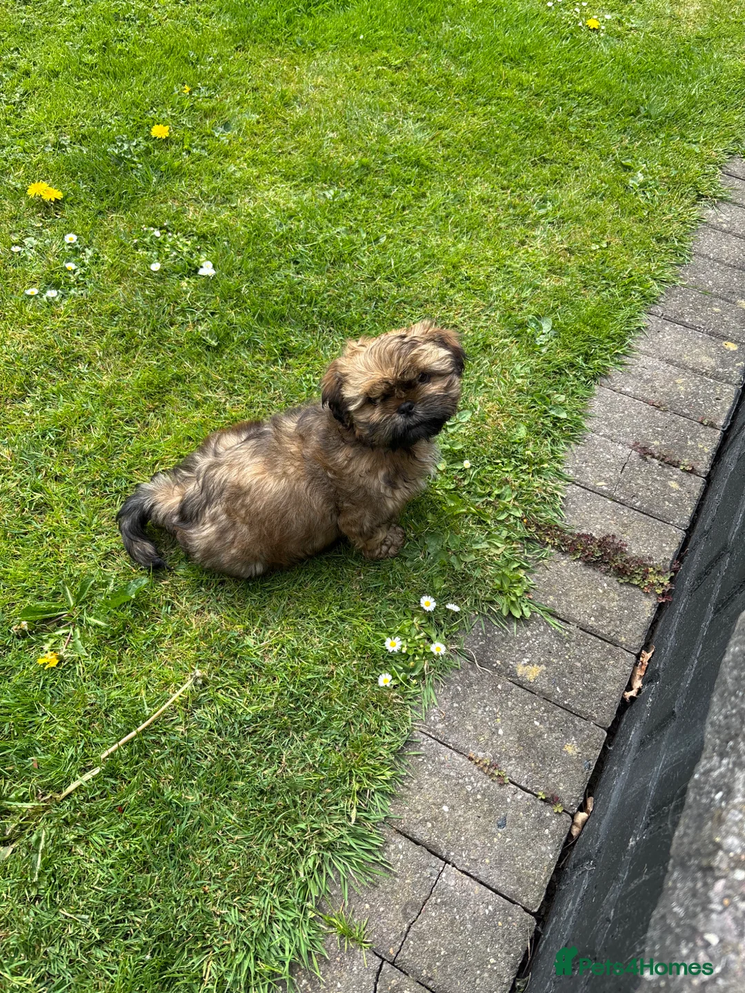 Shih Tzu dogs for sale: Shih Tzu male puppy last one remaining  - Advert 8