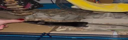 Mouse rodents for sale: Two mice to rehome - neutered boy and intact girl. - Advert 12
