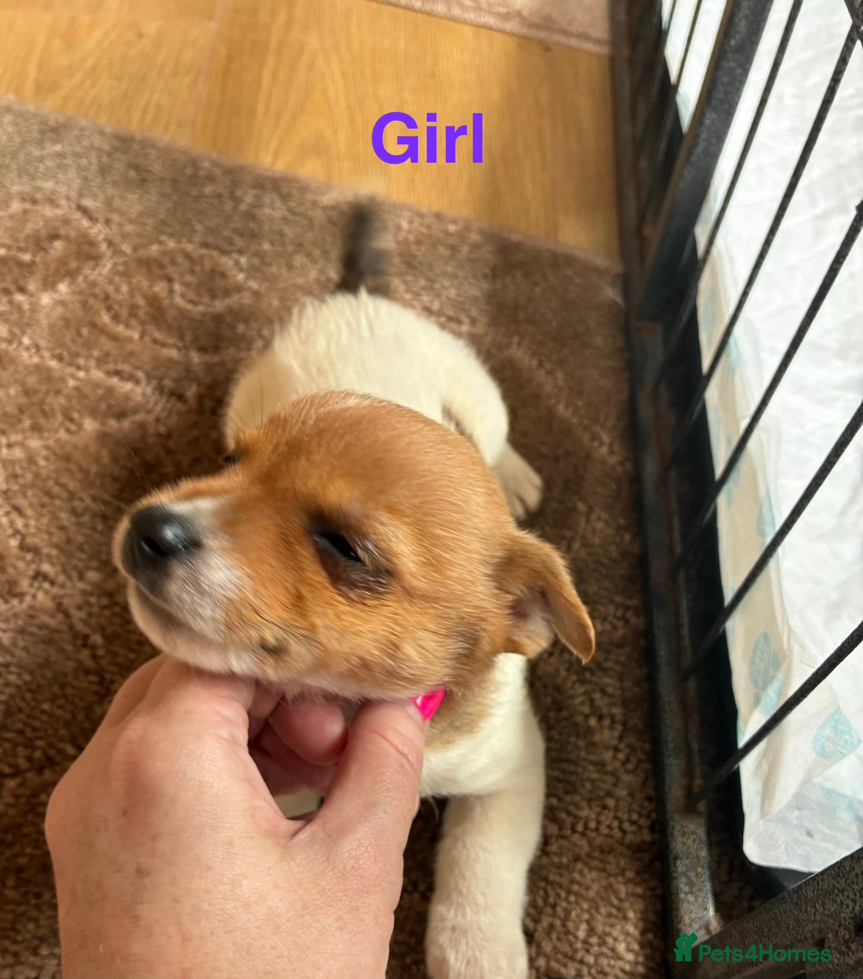 Jack Russell dogs 5 beautiful Jack Russell puppies - Advert 2