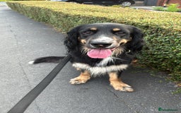 Mixed Breed dogs for sale: Jake  - Image 5
