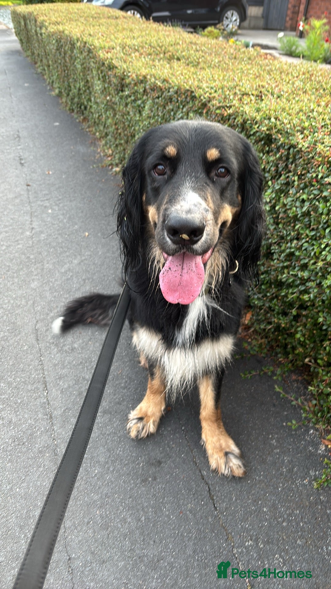 Mixed Breed dogs for sale: Jake  - Image 5