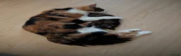 Mixed Breed cats for sale: 5 Adorable female kittens.  in Leicester - Advert 2