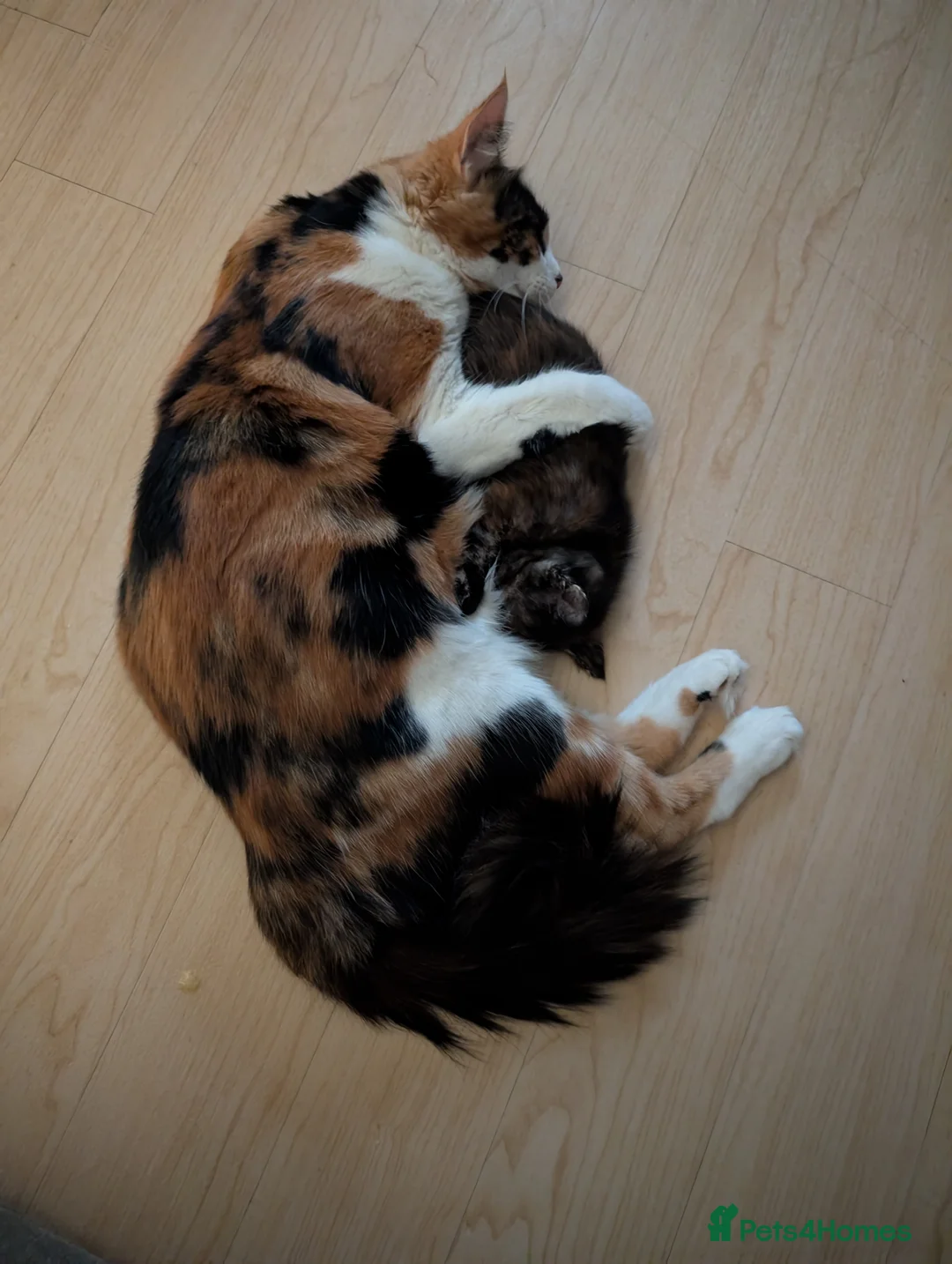 Mixed Breed cats for sale: 5 Adorable female kittens.  in Leicester - Advert 2