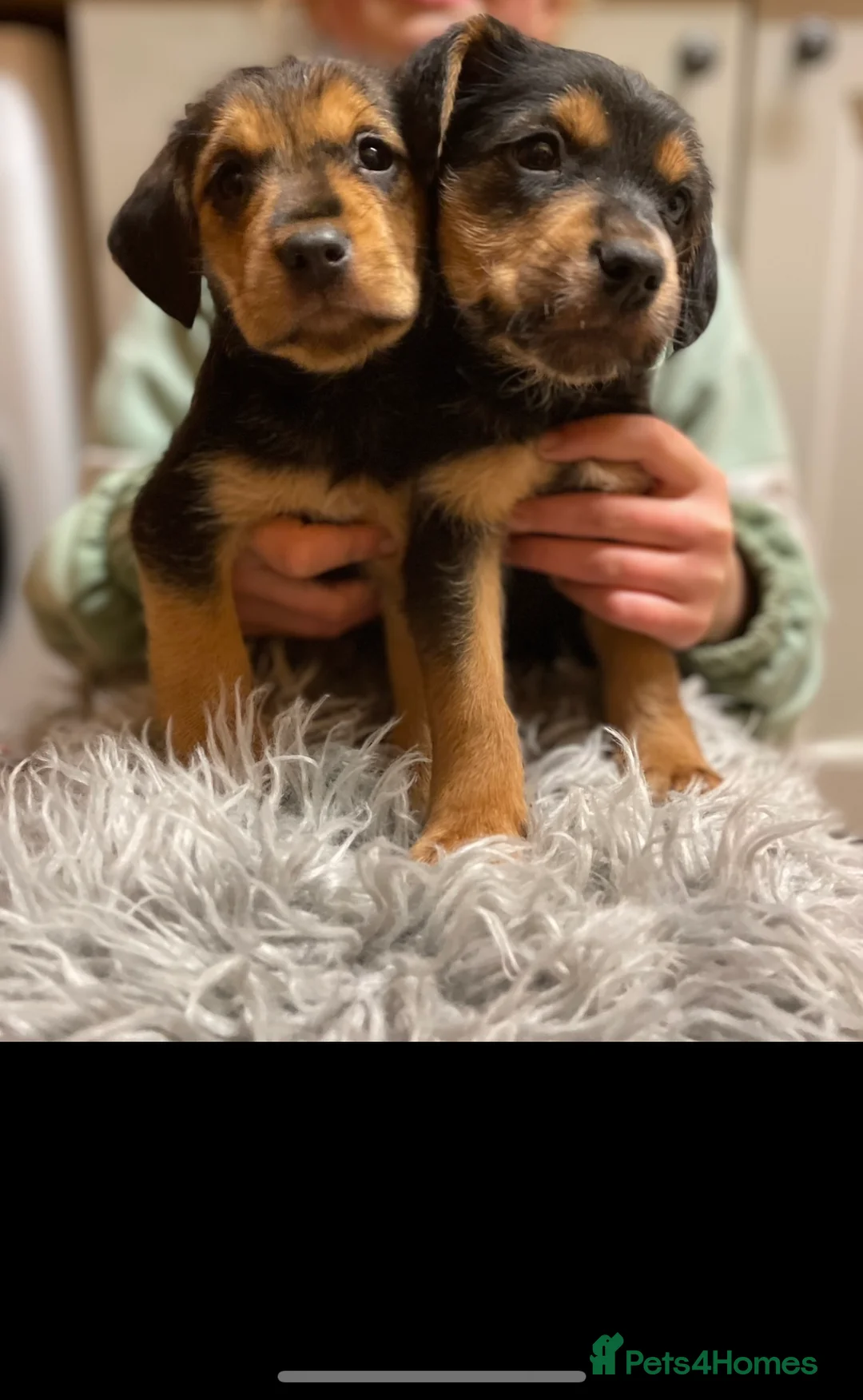 Mixed Breed dogs for sale: Beautiful Border Terrier X Show cocker spaniels  - Advert 2