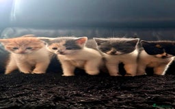 Mixed Breed cats for sale: Beautiful fluffy kittens for sale - Image 1