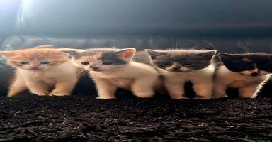 Mixed Breed cats - Advert 8