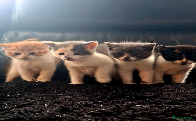 Mixed Breed cats - Advert 6