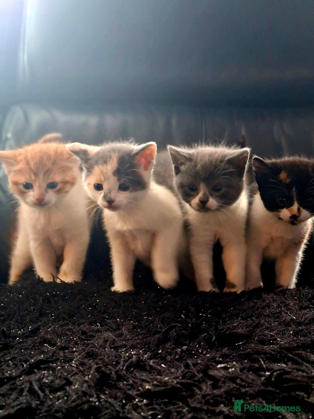 Mixed Breed cats for sale: Beautiful fluffy kittens for sale - Image 1
