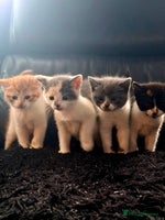 Mixed Breed cats - Advert 8