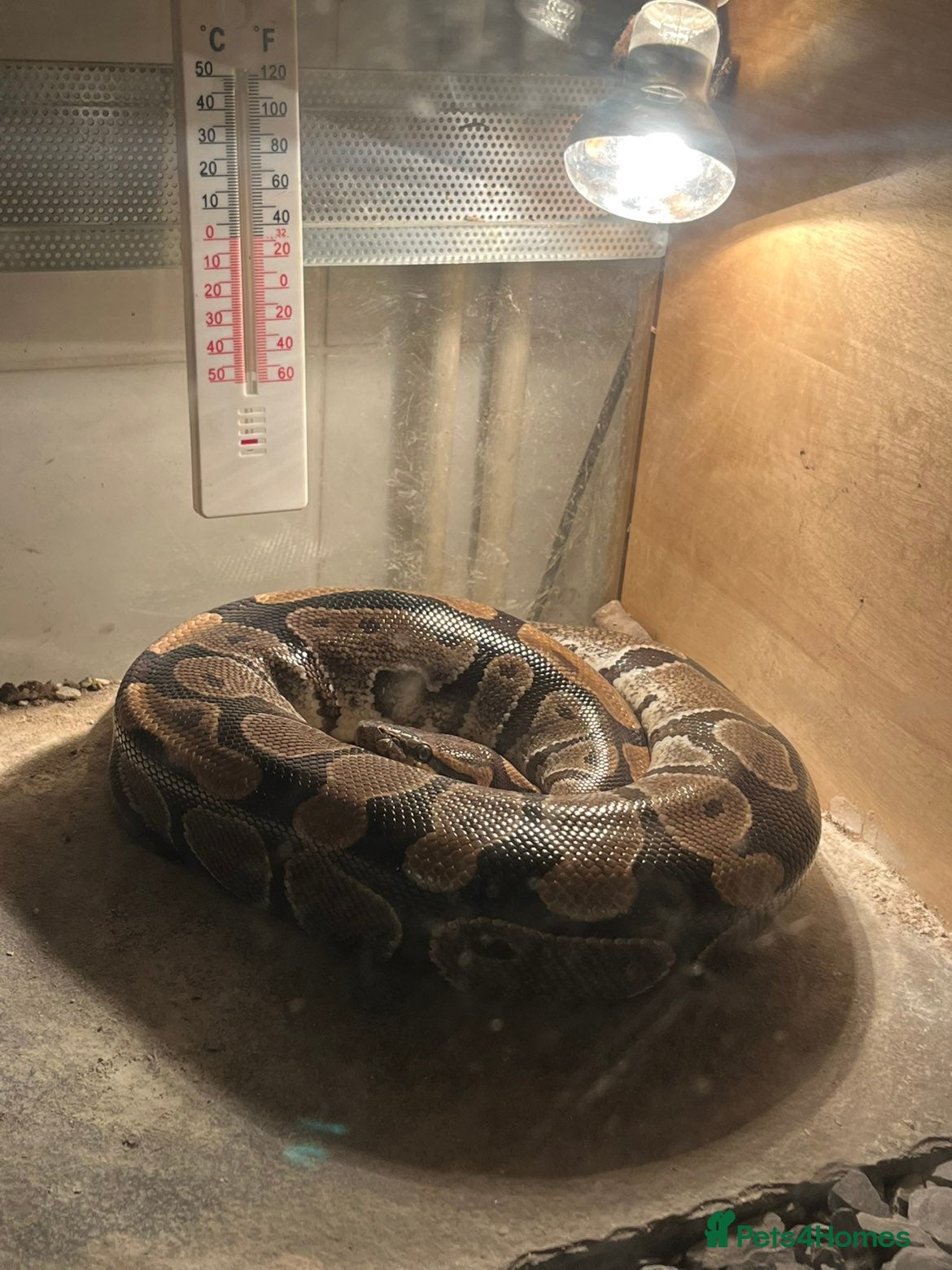 Python Snake reptiles Carpet python Named Patricia - Advert 16