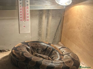 Python Snake reptiles Carpet python Named Patricia - Advert 1