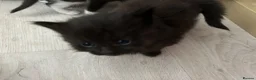 British Shorthair cats for sale: Kittens for sale x 4 - Advert 14