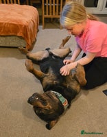 Mixed Breed dogs Gorgeous Rottweiler/Mastiff - Advert 2