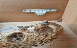 Bearded Dragon reptiles for sale: Bearded dragons with tint of red  TWO FOR £100 - Image 3