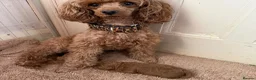 Toy Poodle dogs for sale: Tiny Toy Poodle - Advert 9