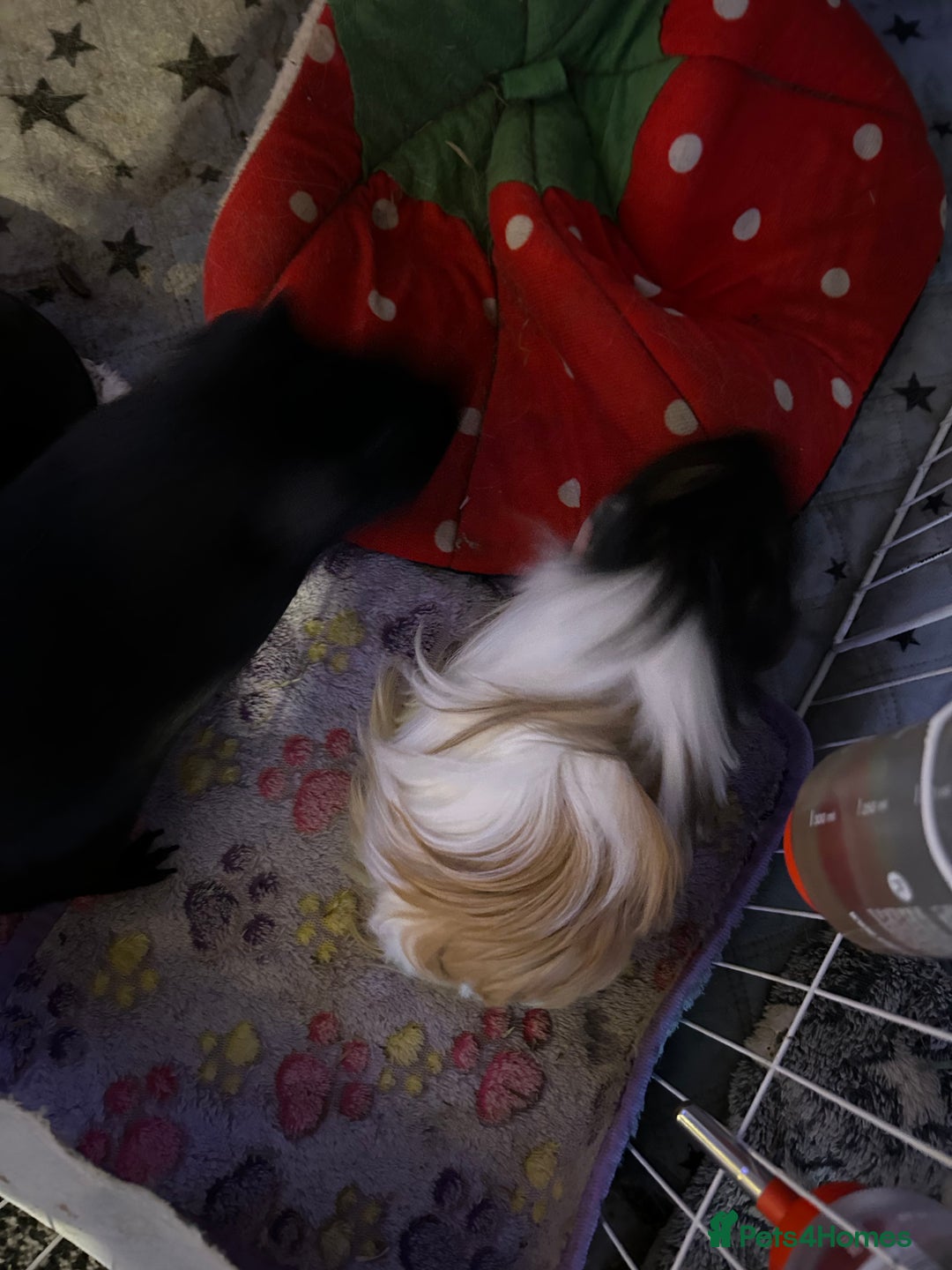 Guinea Pig rodents for sale: 3 male guinea pigs for £50  - Advert 4