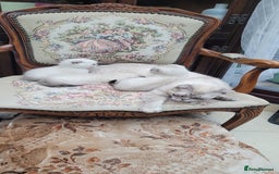 Scottish Fold cats for sale: Scottish fold kittens with blue eyes  - Image 17