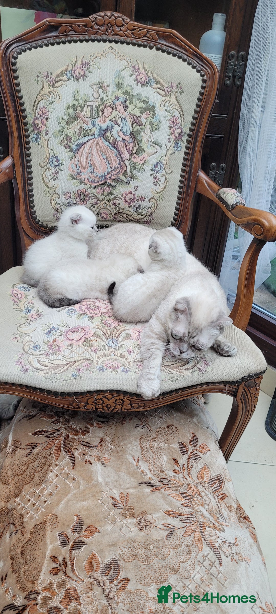 Scottish Fold cats for sale: Scottish fold kittens with blue eyes  - Image 17