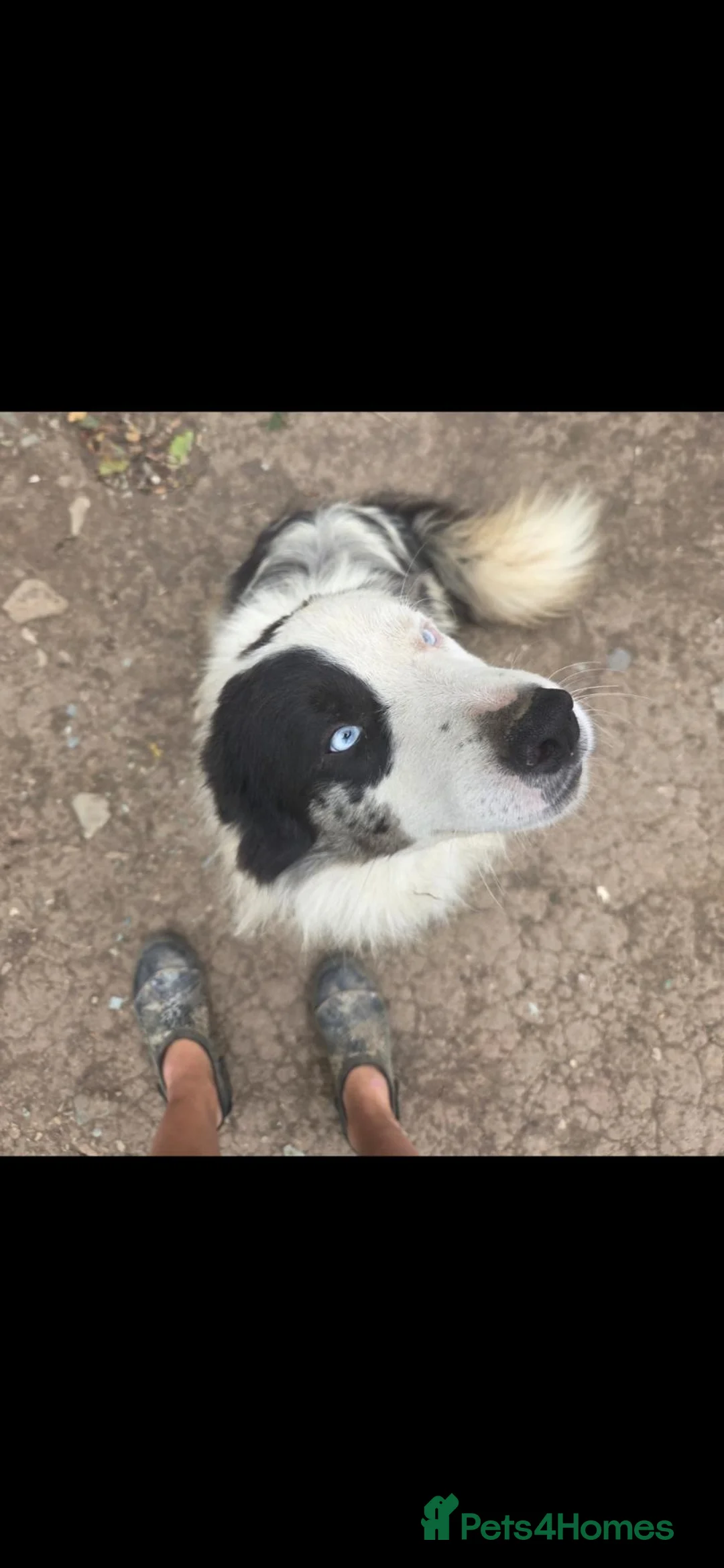 Border Collie dogs for sale: Border collie, Gorgeous blue merle - Advert 2