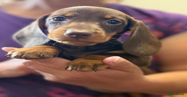 Miniature Dachshund dogs - Advert 3