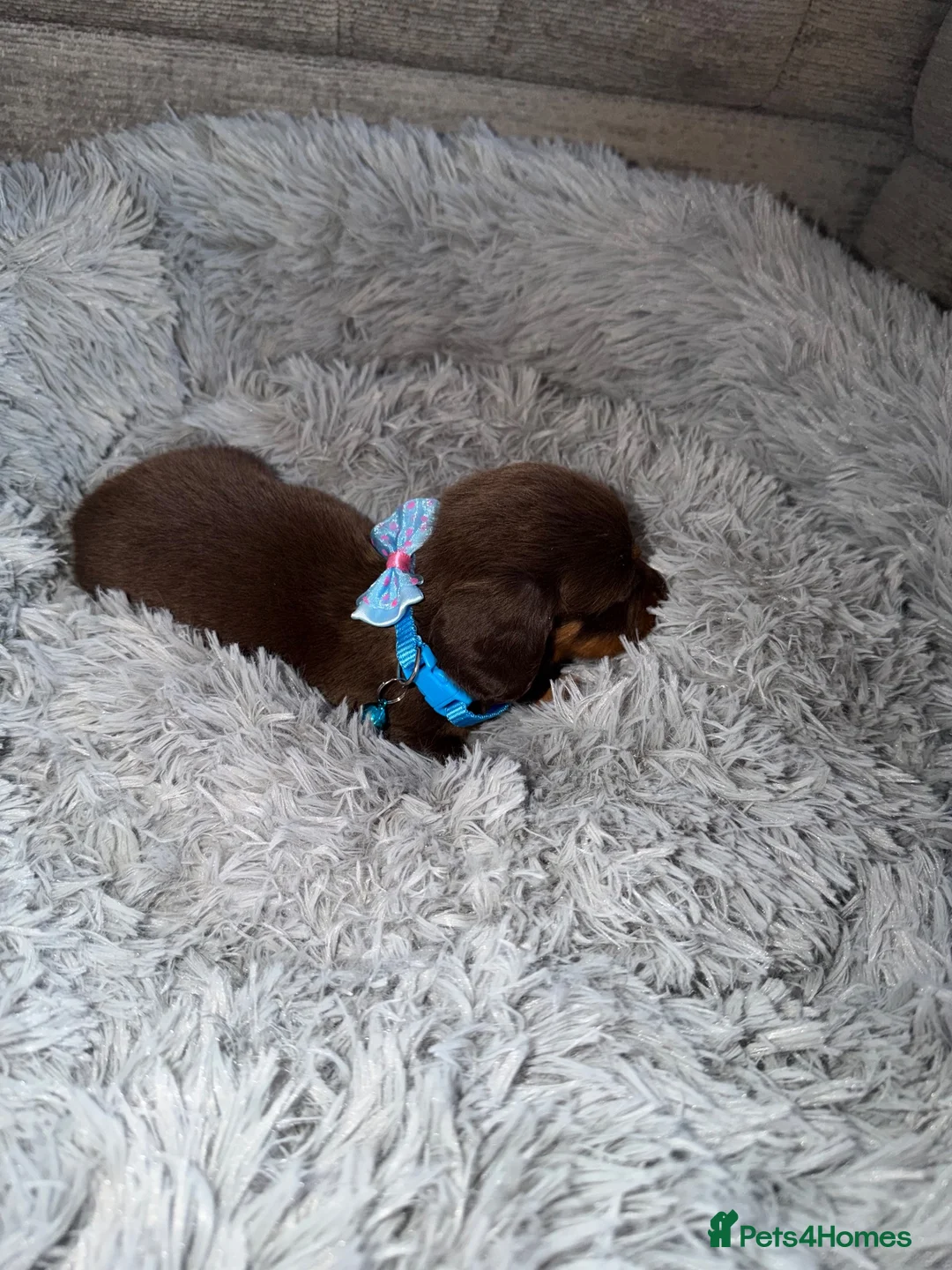 Miniature Dachshund dogs for sale: Miniature dachshunds for sale in Chesterfield - Advert 19