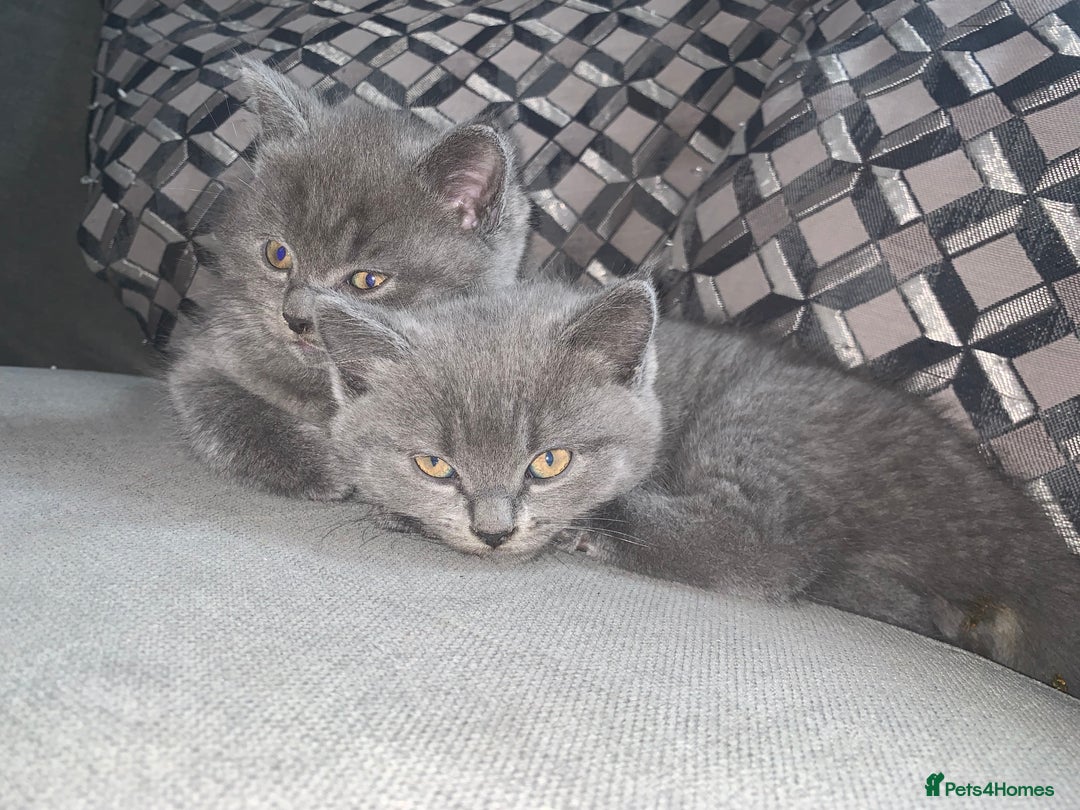 British Shorthair cats for sale: British Blue Shorthair  - Image 11