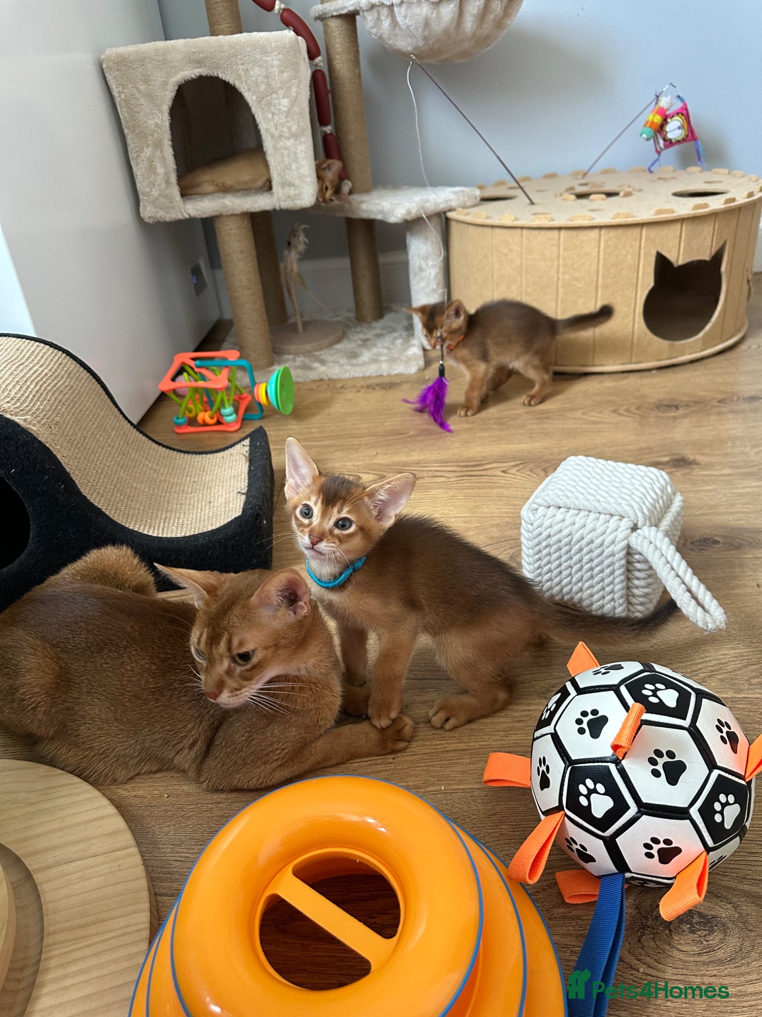 Abyssinian cats for sale: Abyssinian kittens  - Advert 7