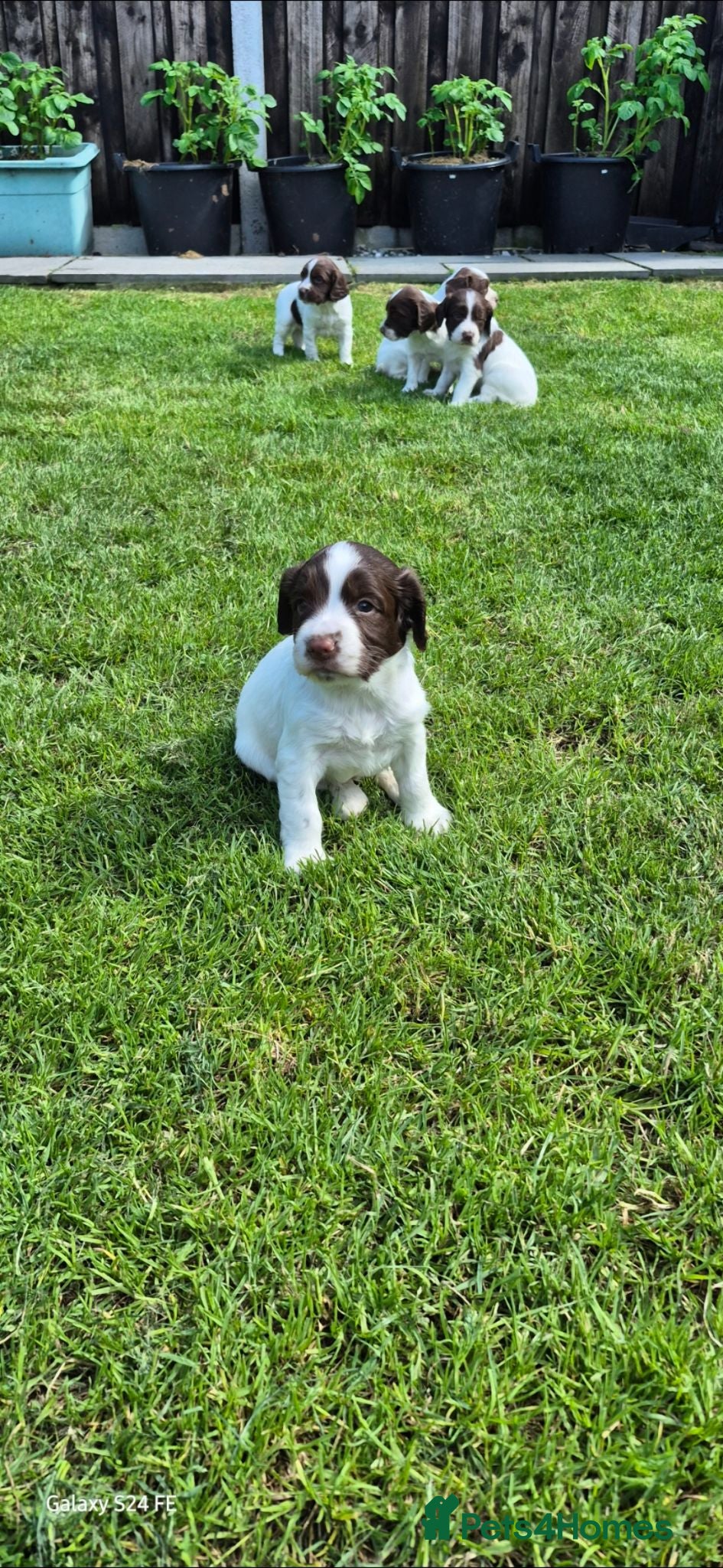 English Springer Spaniel dogs 3 kc regestered springer pups  - Advert 9