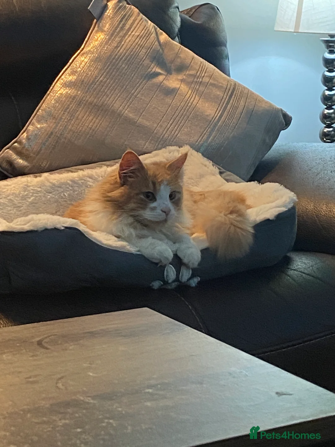 Mixed Breed cats for sale: MAIN COON MIX SIBLINGS  - Advert 3