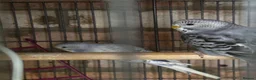 Budgerigars birds for sale: 5 beautiful baby budgies with a cage  - Advert 3