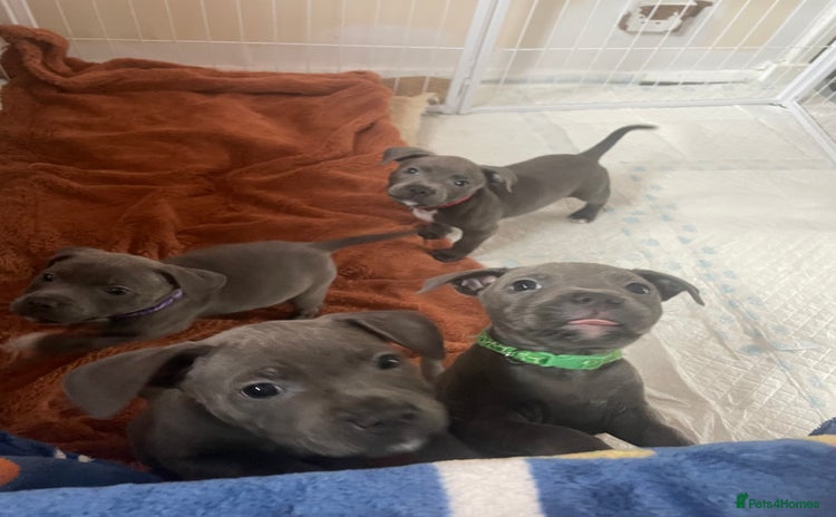 Staffordshire Bull Terrier dogs - Advert 6