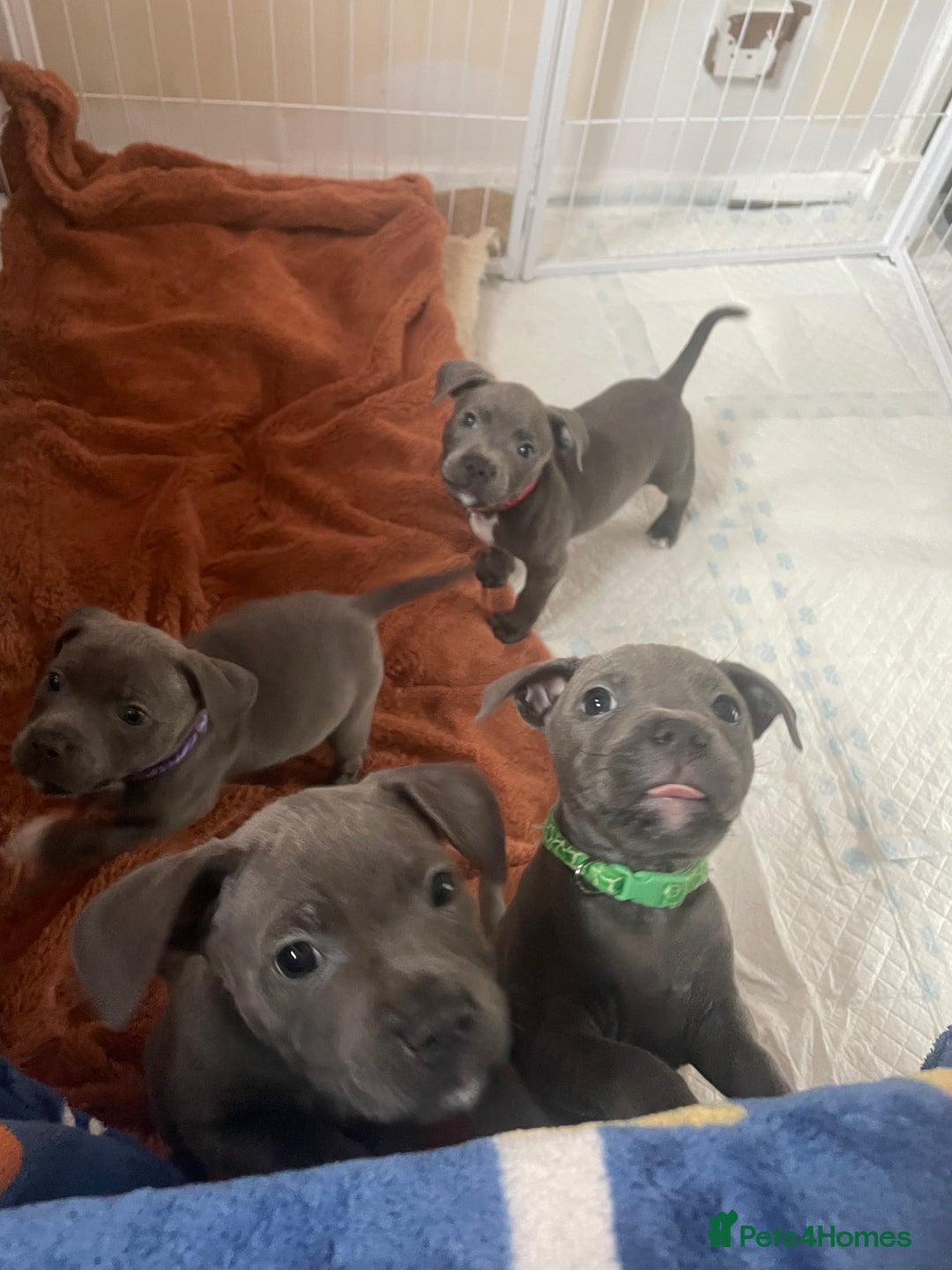 Staffordshire Bull Terrier dogs for sale: KC Staffordshire bull terriers 1 GIRL lEFT  £1350 - Image 1