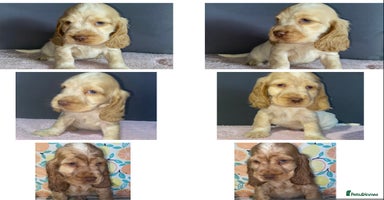 Cocker Spaniel dogs - Advert 8