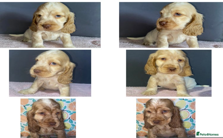 Cocker Spaniel dogs - Advert 13