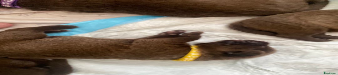 Adorable Male Sheprador Pups