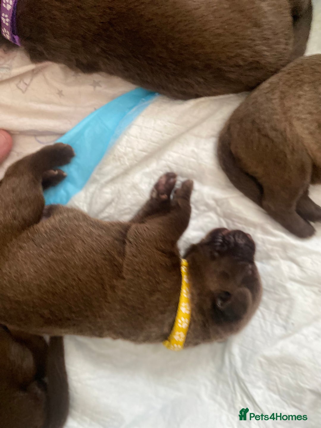 Mixed Breed dogs for sale: Beautiful Family-Raised Sheprador Puppies - Image 31