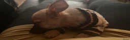 Chihuahua dogs for sale: Bingo - Advert 9