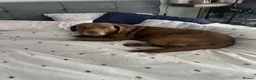 Labrador Retriever dogs for sale: Fox red labrador puppies in Armagh - Advert 2