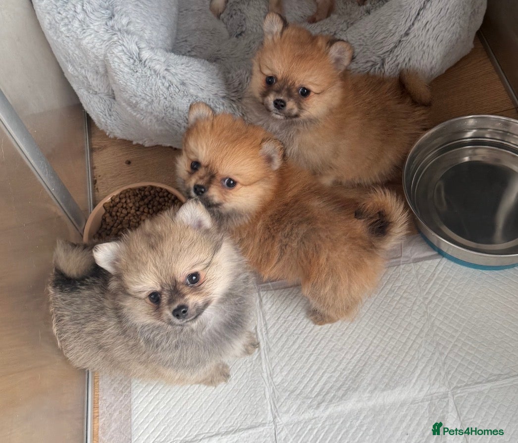 Pomchi dogs Pomchi boys - Advert 4