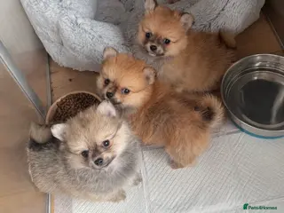 Pomchi dogs Pomchi boys - Advert 4