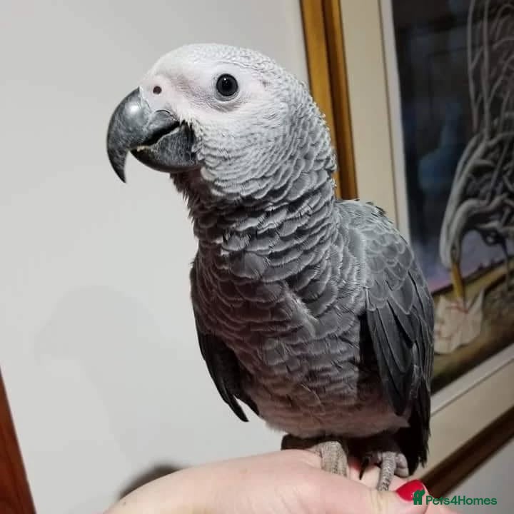 Parrots birds African gray parrots for sale  - Advert 3
