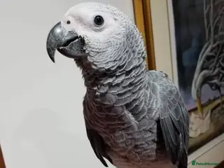 Parrots birds African gray parrots for sale - Advert 3