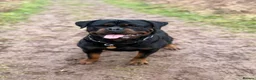 Rottweiler dogs for sale: Expecting Rottweiler pups - ready end of May  - Advert 13